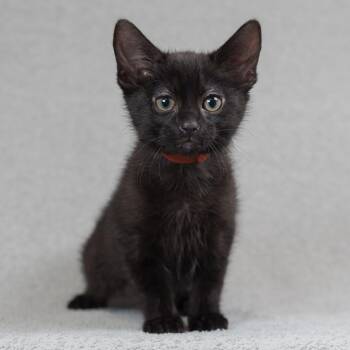 Teagan (Orange) -  Domestic Short Hair Cat for Adoption in Sunnyvale, California - Teagan (Orange) | PetCurious