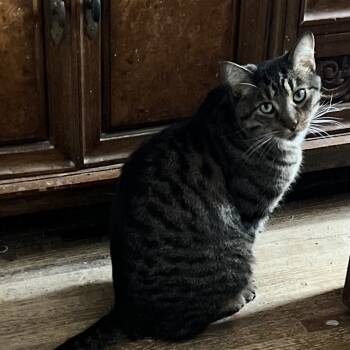 Rescue Domestic Short Hair Cats for Adoption in Los Angeles, California - Tiger | PetCurious