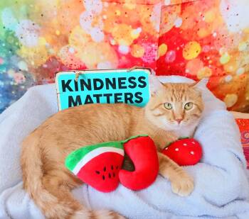 Sir Flame -  Tabby Cat for Adoption in Miami, Arizona - Sir Flame | PetCurious