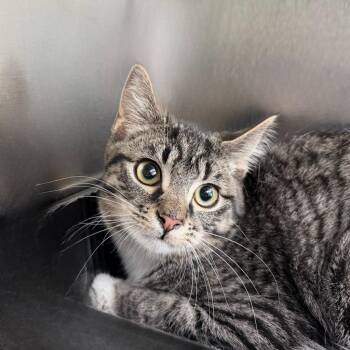 Domestic Short Hair Cats Available for Adoption in State College, Pennsylvania - Nova | PetCurious