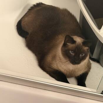 Simon -  Siamese Cat for Adoption in Louisville, Kentucky - Simon | PetCurious