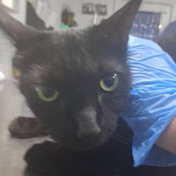 Onyxia -  Domestic Short Hair Cat for Adoption in Summerville, South Carolina - Onyxia | PetCurious