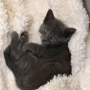 Ginnie -  Russian Blue and Domestic Short Hair Cat for Adoption in Tustin, California - Ginnie | PetCurious