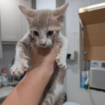 Hewey -  Domestic Short Hair Cat for Adoption in Buchanan Dam, Texas - Hewey | PetCurious