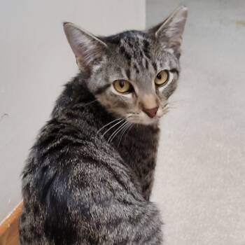 Rescue American Shorthair Cats for Adoption in Kansas City, Missouri - Sasha | PetCurious