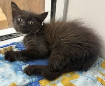 WIGGLE -  Domestic Short Hair Cat for Adoption in Sarasota, Florida - WIGGLE | PetCurious