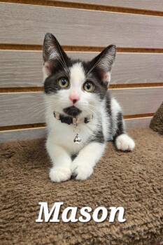 Mason -  Domestic Short Hair Cat for Adoption in Sidney, Ohio - Mason | PetCurious