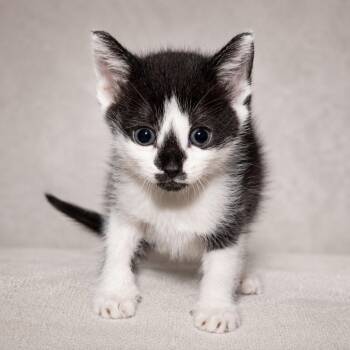 Rainbow Bright -  American Shorthair Cat Available for Adoption in Miami, Florida - Rainbow Bright | PetCurious