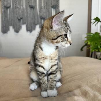 Winnie -  Domestic Short Hair Cat for Adoption in Spokane, Washington - Winnie | PetCurious