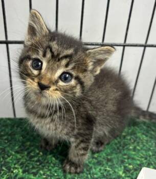 Tater -  Domestic Short Hair Cat for Adoption in West Memphis, Arkansas - Tater | PetCurious