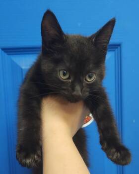Domestic Short Hair Cats Available for Adoption in Evansville, Indiana - Abraxas | PetCurious