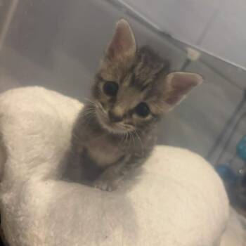 Mochi -  Domestic Short Hair Cat for Adoption in Delaware, Ohio - Mochi | PetCurious
