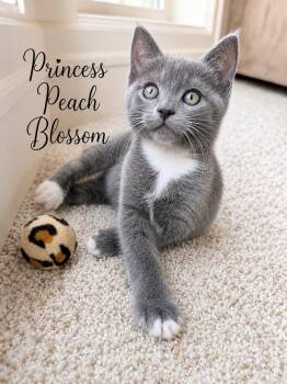 Princess Peach Blossom -  Domestic Short Hair Cat for Adoption in Vancouver, Washington - Princess Peach Blossom | PetCurious