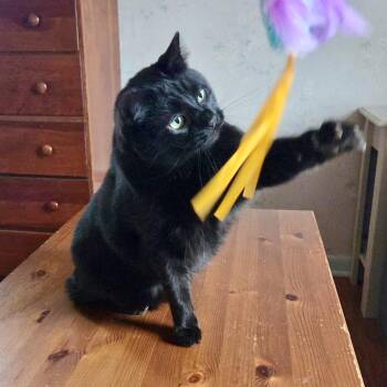 Boo -  Domestic Short Hair Cat for Adoption in Albany, New York - Boo | PetCurious