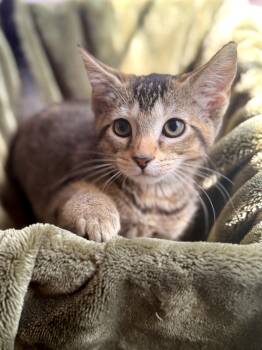 Finn -  Domestic Short Hair Cat for Adoption in Gradyville, Kentucky - Finn | PetCurious