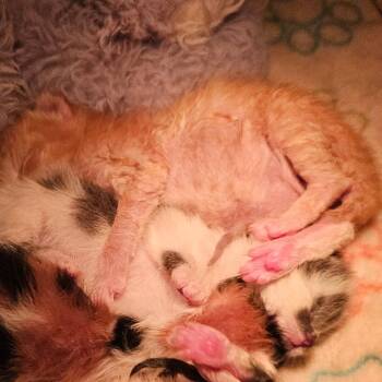 Sherman -  Domestic Short Hair Cat for Adoption in Kansas City, Missouri - Sherman | PetCurious