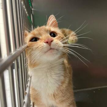 Khabib -  Domestic Short Hair Cat for Adoption in Charlottesville, Virginia - Khabib | PetCurious