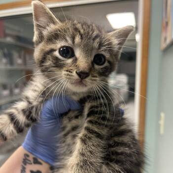 Canary -  Domestic Short Hair Cat for Adoption in Lenexa, Kansas - Canary | PetCurious