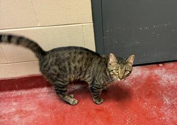 Rescue Domestic Short Hair Cats for Adoption in Mason City, Iowa - Chex | PetCurious