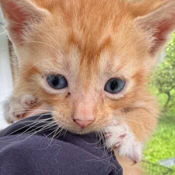 Kinky -  Domestic Short Hair Cat for Adoption in Volcano, Hawaii - Kinky | PetCurious