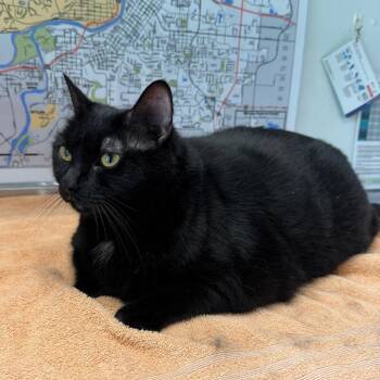 Midnight Delta -  Domestic Short Hair Cat for Adoption in Mankato, Minnesota - Midnight Delta | PetCurious