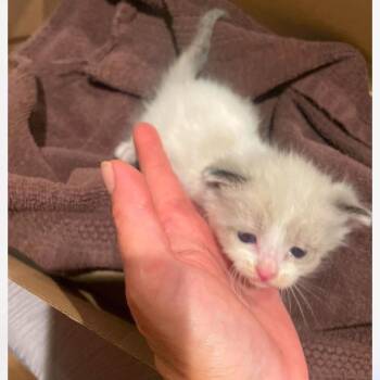 Tofu -  Domestic Short Hair Cat for Adoption in Maple Falls, Washington - Tofu | PetCurious