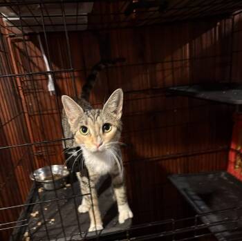 Dolly Parton -  Domestic Short Hair Cat for Adoption in Philadelphia, Pennsylvania - Dolly Parton | PetCurious