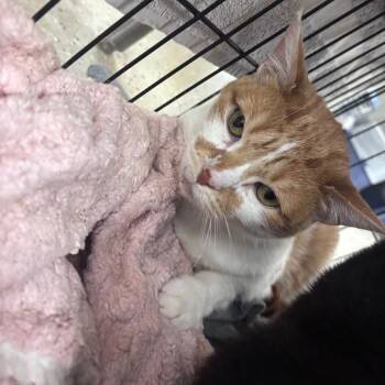 Domestic Short Hair Cats Available for Adoption in Indianapolis, Indiana - Sushi | PetCurious