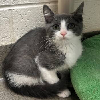 Scuba -  Domestic Medium Hair Cat for Adoption in Rocky Mount, Virginia - Scuba | PetCurious