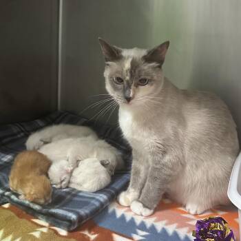 Captain Marvel -  Siamese and Domestic Short Hair Cat for Adoption in Titusville, Florida - Captain Marvel | PetCurious