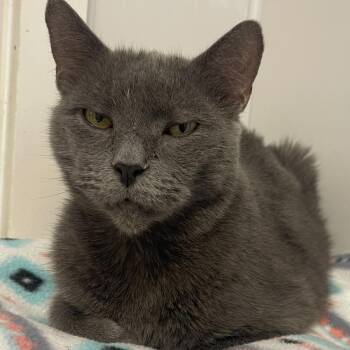 Rescue Domestic Short Hair Cats for Adoption in Indiana, Pennsylvania - Smudge | PetCurious