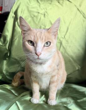 Domestic Short Hair Cats Available for Adoption - PENNY | PetCurious