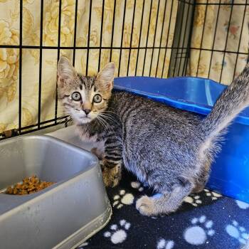 Linus -  Domestic Short Hair and Tabby Cat for Adoption in Searcy, Arkansas - Linus | PetCurious