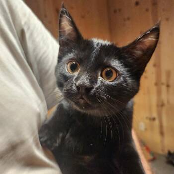 Little Bear MK -  Domestic Short Hair Cat for Adoption - Little Bear MK | PetCurious