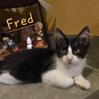 Fred -  Domestic Medium Hair Cat for Adoption in Bentonville, Arkansas - Fred | PetCurious