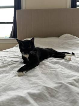 Tapioca Pudding -  Domestic Short Hair Cat for Adoption - Tapioca Pudding | PetCurious