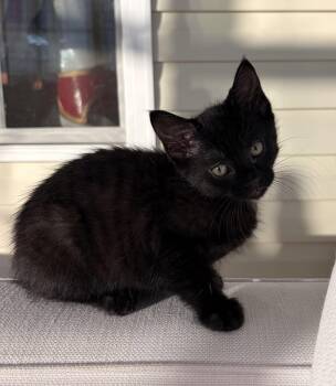 Bombay and Domestic Short Hair Cats Available for Adoption in Georgetown, Kentucky - Eggroll | PetCurious