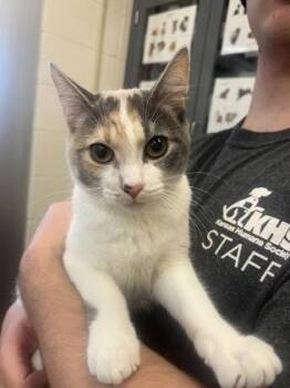 Domestic Short Hair Cats Available for Adoption - Genevieve | PetCurious