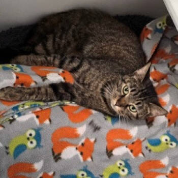 Rescue Domestic Short Hair Cats for Adoption in Jasper, Indiana - Cocoa Puff | PetCurious