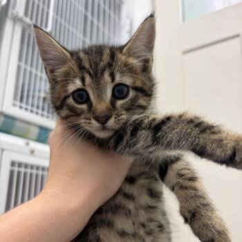 China -  Domestic Short Hair Cat for Adoption in Franklin, North Carolina - China | PetCurious