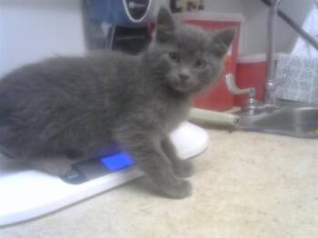 Domestic Short Hair Cats Available for Adoption in Albuquerque, New Mexico - SMOKE | PetCurious