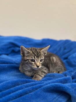 Poofer -  Tabby Cat for Adoption in Newberg, Oregon - Poofer | PetCurious