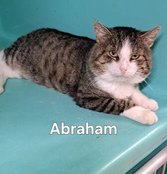 Rescue Domestic Short Hair Cats for Adoption in Plattsburgh, New York - Abraham | PetCurious