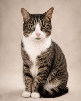 Ollivery -  American Shorthair Cat for Adoption in Miami, Florida - Ollivery | PetCurious