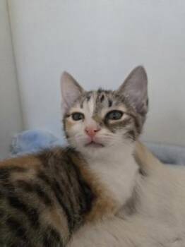 Zippy -  Domestic Short Hair Cat for Adoption in Savannah, Georgia - Zippy | PetCurious