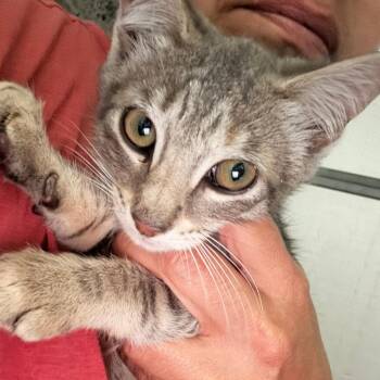 Ian Fraser -  Domestic Short Hair Cat Available for Adoption in New York, New York - Ian Fraser | PetCurious