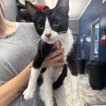 Gary -  Domestic Short Hair Cat for Adoption in Summerlee, West Virginia - Gary | PetCurious