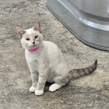 Sugar -  Domestic Short Hair Cat for Adoption in Corydon, Indiana - Sugar | PetCurious