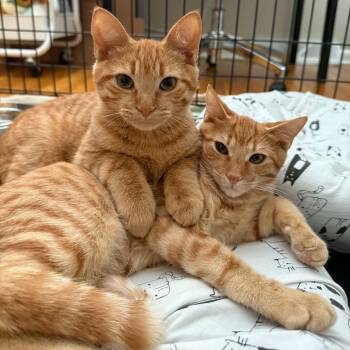 Tweedle Dee & Tweedle Dum -  Domestic Short Hair Cat for Adoption in Bellmawr, New Jersey - Tweedle Dee & Tweedle Dum | PetCurious