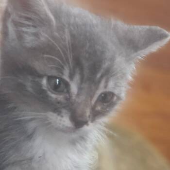 Grayson (Tiki) -  Domestic Medium Hair Cat for Adoption in Valley, Alabama - Grayson (Tiki) | PetCurious